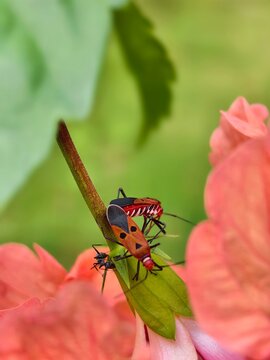 Red Cotton Stainer Bug