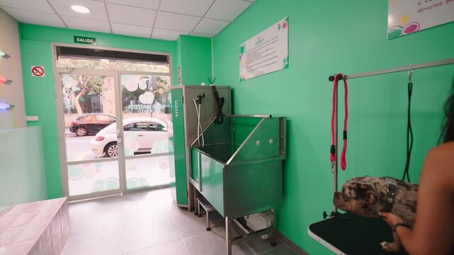 Woman drying her merle pitbull terrier with a blower at a grooming salon