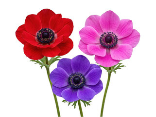 Fototapeta premium Three colorful anemone flowers isolated on transparent background