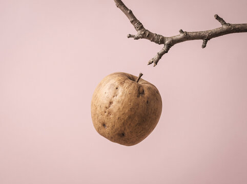 Simple apple in faded ochre tone moving 
upward back toward the branch it just fell 
from against soft pearl pink background with 
gravity working in reverse for this single fruit