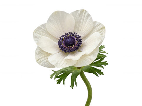 Delicate white anemone flower isolated on a crisp transparent background
