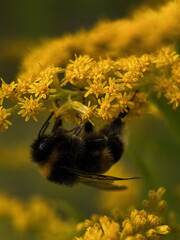 Bumblebee hanging on yellow goldenrod flower. Insect gathering nectar on wild plant. Macro view of pollinator in nature. Ecology and biodiversity concept for environmental conservation. © Natalia