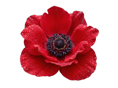 Red anemone flower with morning dew isolated on transparent background