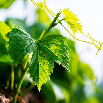 Fresh green grapevine leaves with twisting tendrils in sunlight grapevine tendrils sunlight vineyard