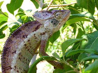 Oustalet's chameleon perched on a branch in a leafy bush in Madagascar © Wayne Jones