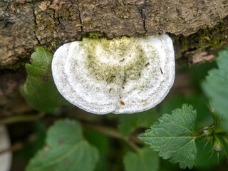 White bracket fungus growing on tree bark © Levente
