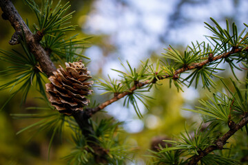 Close-up shot of a pine cone attached to a conifer branch with green needles © Marianne