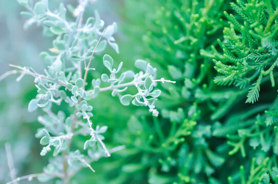 Atriplex amnicola, River Saltbush or Swamp Saltbush or  Atriplex nummularia, Atriplex semibaccata or Chenopodium curvispicatum or Amaranthaceae or silver leafand pine tree