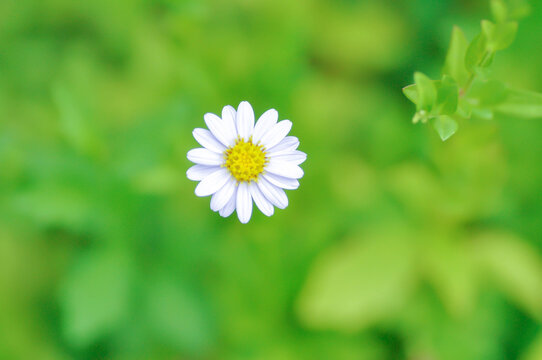 Indian Aster or Kalimeris indica or Oriental Kalimeris or Marguerite Daisy or white flower