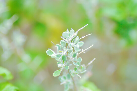Atriplex amnicola, River Saltbush or Swamp Saltbush or  Atriplex nummularia, Atriplex semibaccata or Chenopodium curvispicatum or Amaranthaceae or silver leaf