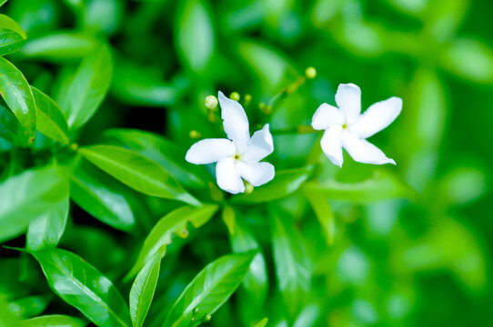 Crape Jasmine, Pinwheel Jasmine or Tabernaemontana divaricata L R Br ex Roem and Schult or Tabernaemontana orientalis Blume G Don or apocynaceae