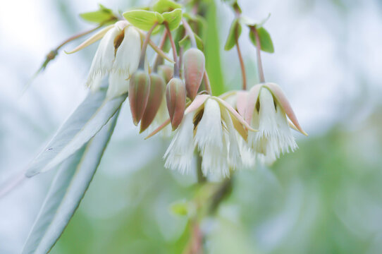Elaeocarpus grandiflorus Sm, Fairy petticoats or Lily of the valley or ELAEOCARPACEAE or white flower