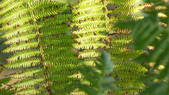 Close up of vibrant green fern leaves illuminated by golden sunlight in a tropical forest