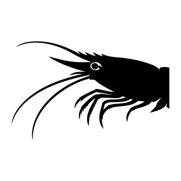 Vector silhouette of a shrimp head