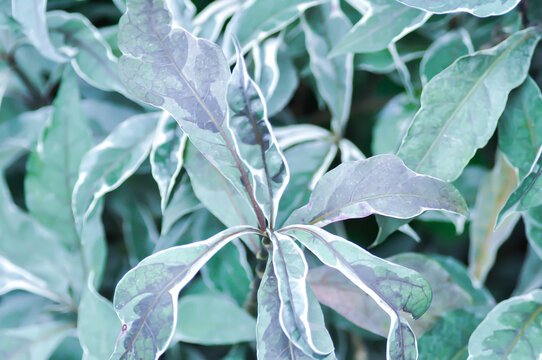ACANTHACEAE or Daun Rusa or Gendarussa vulgaris, Justicia fragilis Wall cv Variegata or Justicia fragilis Wall var variegata or Justicia gendarussa Variegata 