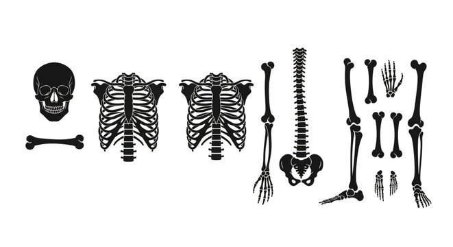 Human skeleton anatomy vector set, black silhouette bone elements including skull and ribcage, medical biology icons for educational diagrams