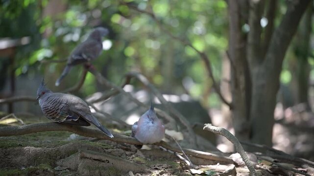 4K video of a gray pigeon resting in the shade of a tree