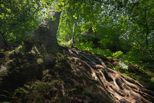 Beech tree roots spreading on a mossy slope under a green leaf canopy in the Dragon Gorge near Eisenach, Thuringia, Germany