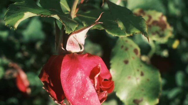 close-up of a drooping red rose, revealing its textured petals and surrounding green leaves.
