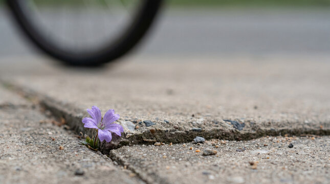 Purple Wildflower In Cracked Concrete With Minimal Urban Copy Space