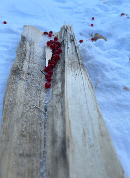Stash of berries on a log
