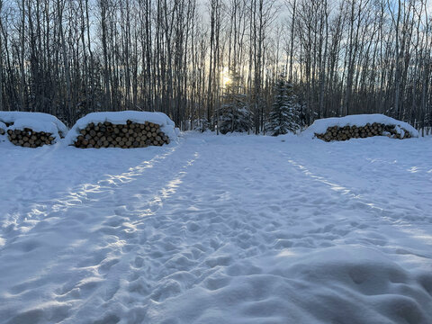 Sun shining through trees over snow
