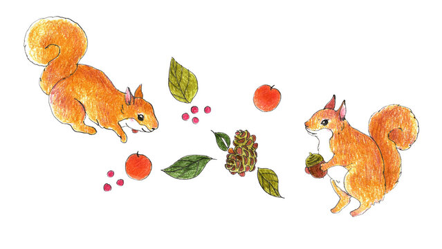 リスとどんぐり・まつぼっくりの秋の森の手描きイラストセット（色鉛筆・動物・素材パーツ）
Squirrels, acorns, and pinecones autumn forest hand-drawn illustration set (colored pencil, animal)