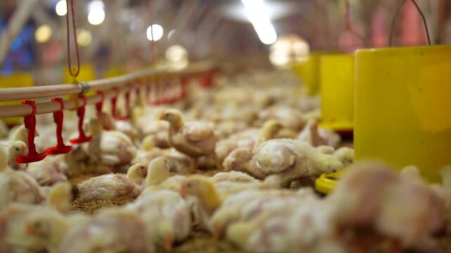 Thousands of young broiler chicks in a modern commercial traditional farm.
