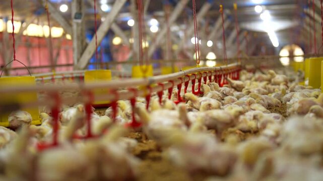 Thousands of young broiler chicks in a modern commercial traditional farm.
