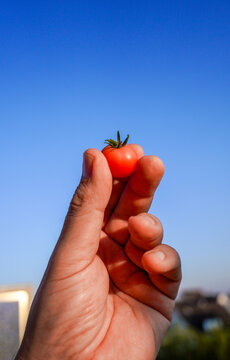 A ripe red homegrown tomato in a male hand outdoor