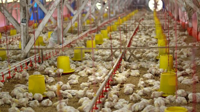 Thousands of young broiler chicks in a modern commercial traditional farm.

