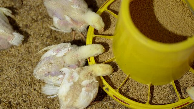 Thousands of young broiler chicks in a modern commercial traditional farm.
