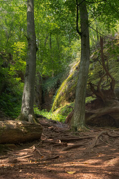 Beech trees with exposed roots on dirt path in forest ravine at Dragon Gorge near Eisenach, Thuringia, Germany