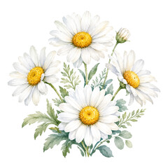Fototapeta premium Hand Painted Chamomile Daisy Botanical Watercolor Floral Clipart