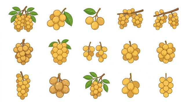 Collection of Fresh Longan Fruits on Branches.
