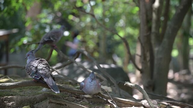 4K video of a gray pigeon resting in the shade of a tree