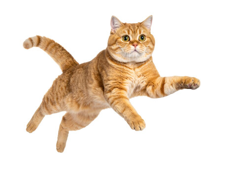 a quality stock photograph of a single fat happy ginger cat jumping in the air isolated on a white background