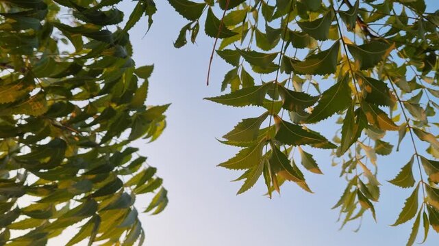 Green neem tree leaves swaying in the wind against clear blue sky with sunlight