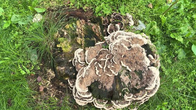 Large layered bracket fungus growing on a tree in a grassy outdoor area, natural woodland ecology and mushroom identification.