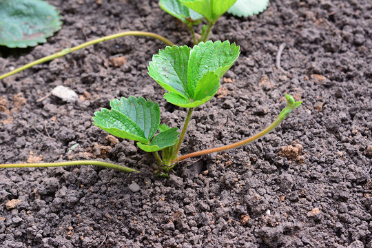 Young Strawberry stolon Growing in Garden Soil, strawberry seedling copy space