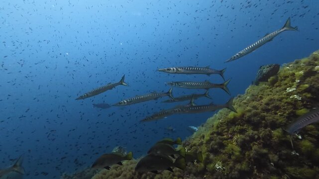Barracudas and groupers fish in crystal clear sea water