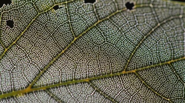 Intricate Vein Structure of a Translucent Leaf