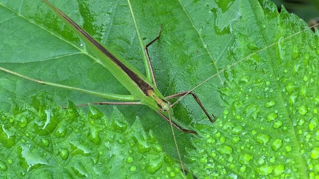
Side View Close-Up of Green Katydid Resting on Green Leaf

