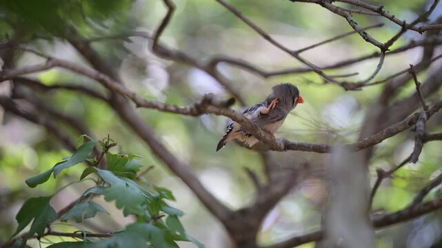 4K video of small birds, such as zebra finches, resting in the shade of a tree