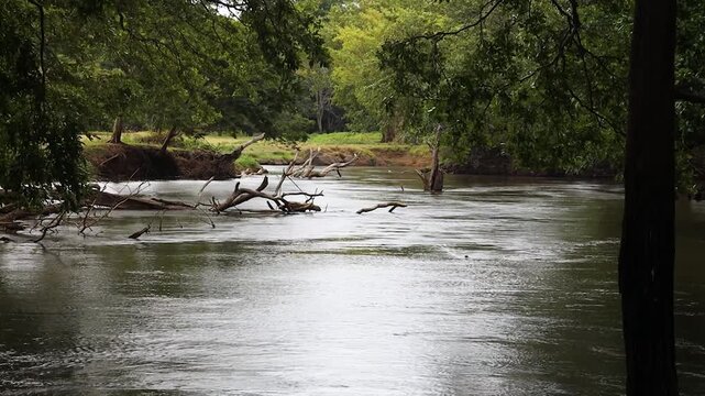 Stream meanders past fallen logs and lush vegetation within a secluded forest valley during the daytime.