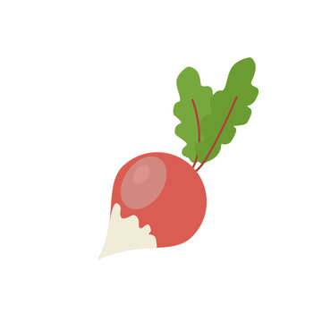 Fresh red radish isolated on transparent background.