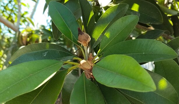 Close up young sapodilla fruit bud with green leaves background