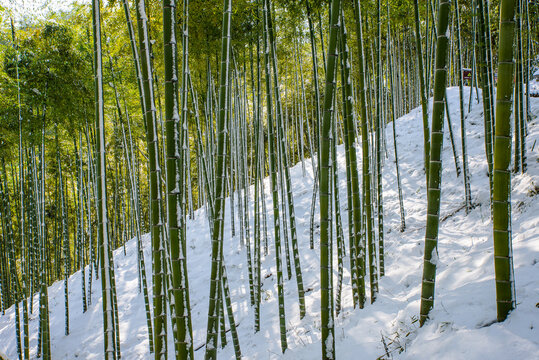 Winter Snow Scene of Bamboo Forest at Jingshan, Hangzhou, Zhejiang, China
