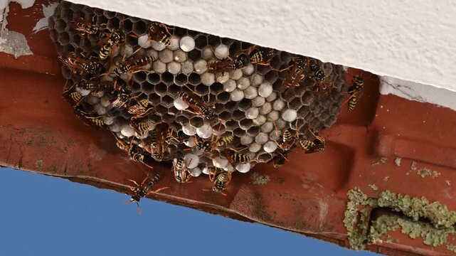 Close-up video footage of an active wasp nest with larvae built under a residential roof tiles. Pest control, insect infestation, and home safety hazard concept