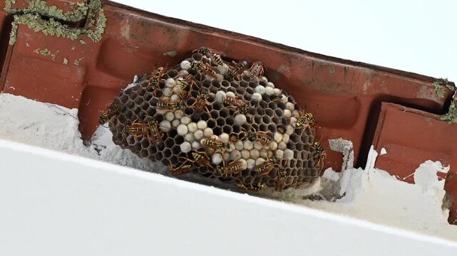 Close-up video footage of an active wasp nest with larvae built under a residential roof tiles. Pest control, insect infestation, and home safety hazard concept